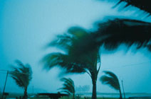 A hurricane blowing palm trees as it comes ashore.
